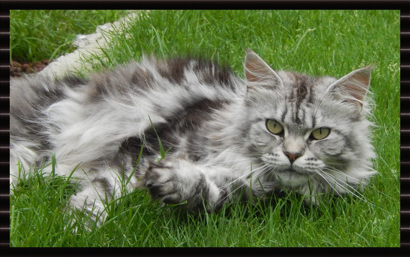 femelle maine coon black silver blotched tabby