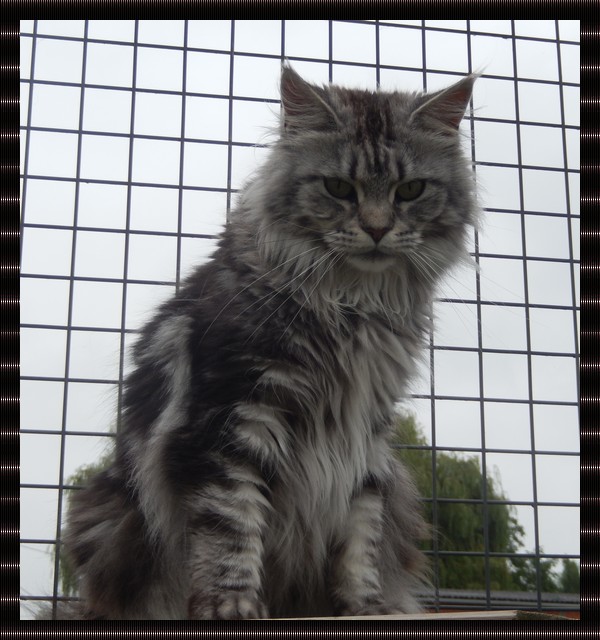 femelle maine coon black silver blotched tabby