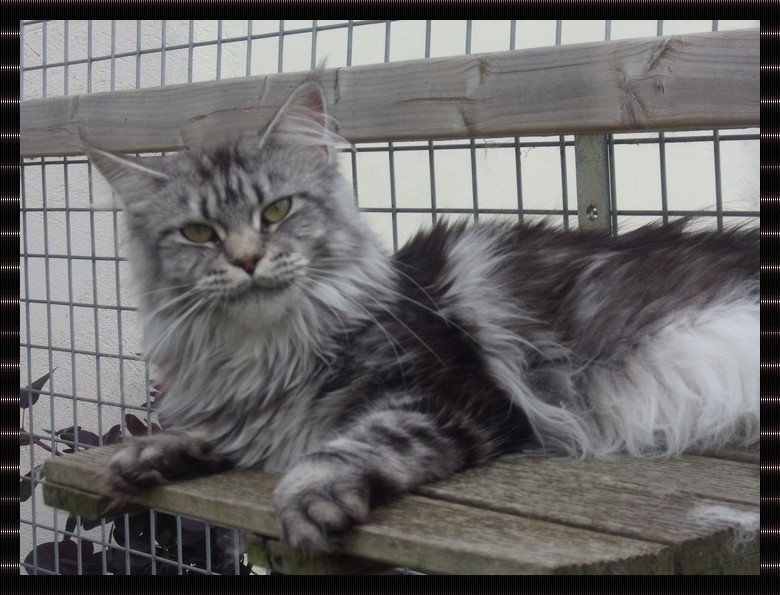 femelle maine coon black silver blotched tabby
