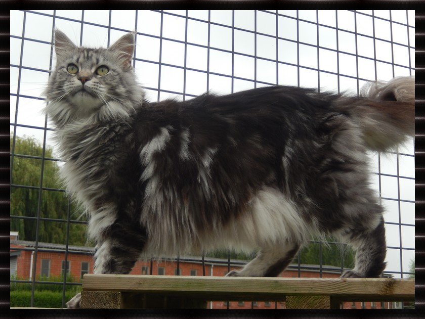 femelle maine coon black silver blotched tabby