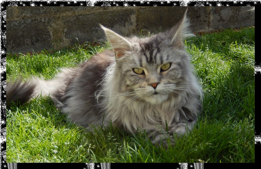 femelle maine coon black silver blotched tabby
