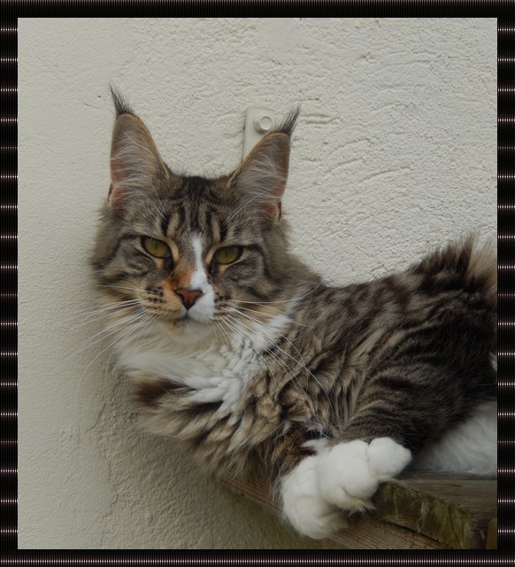 femelle maine coon brown mackerel tabby et blanc